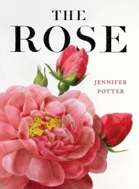 The rose